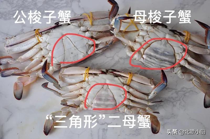 买梭子蟹时掉腿好吗,顶盖肥的梭子蟹多少钱