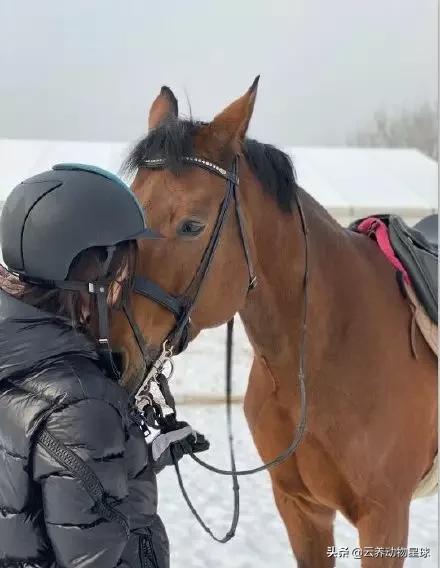 必备的马术知识,马术能不能速成