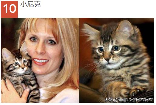 十大最昂贵动物排名,世界十大最贵的动物排行榜