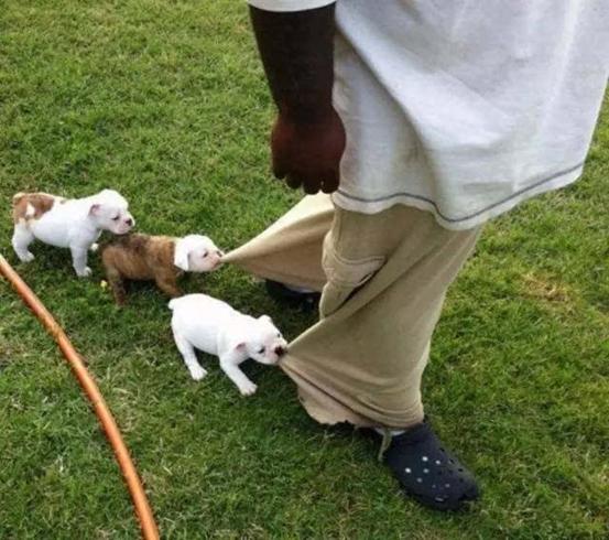 狗狗老是乱咬怎么办,狗狗总是乱咬乱吞东西怎么办