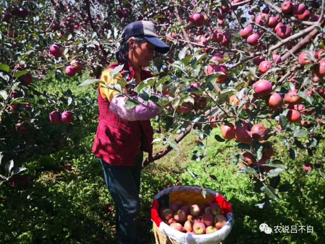 怎么做苹果又简单又好看,苹果果农应该怎么做