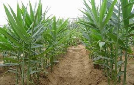 露天地膜栽培生姜出苗注意哪些,6米生姜大棚栽培技术视频教程