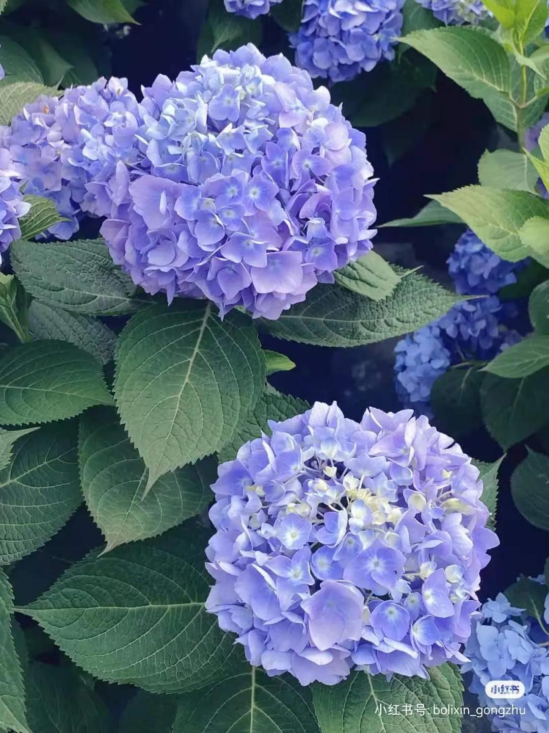 昆明春天赏花航拍,昆明添一赏花打卡点