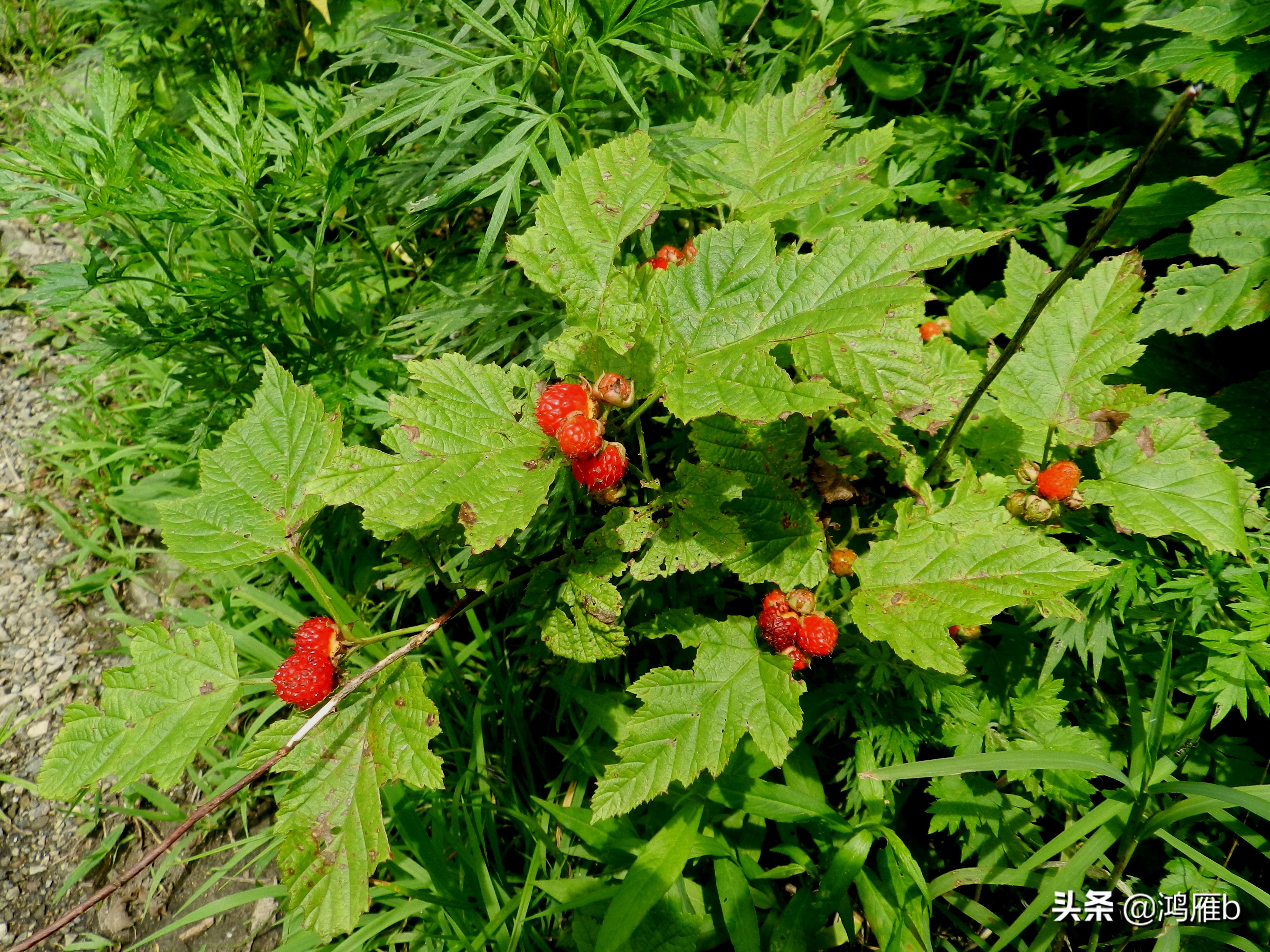大山里的野果熟了想吃,山里的野果逐渐熟了