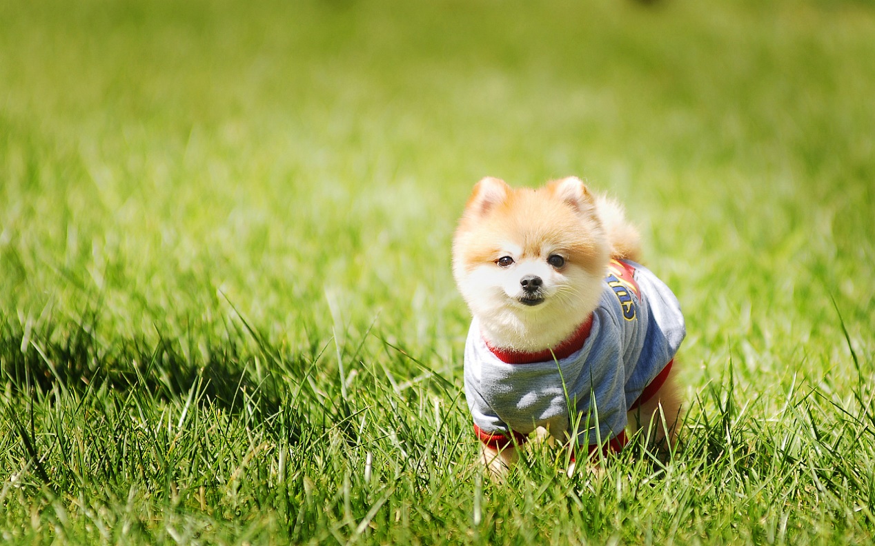 狗狗缺钙有哪些表现怎样补钙,狗缺钙表现有哪些症状图片