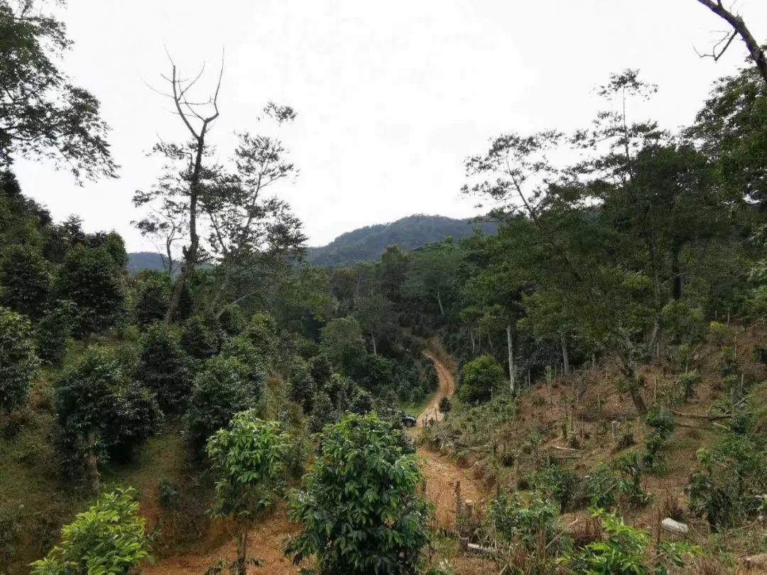 星月五指山料和毛感料区别,海南毛感星月介绍