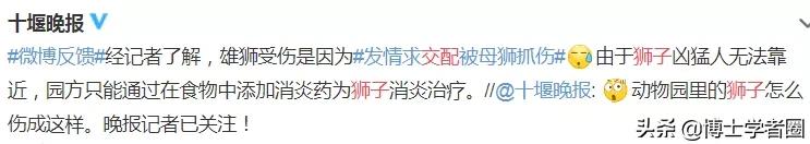 母狮一天发情40次，还追着公狮咬蛋蛋？根本不是这样啊....