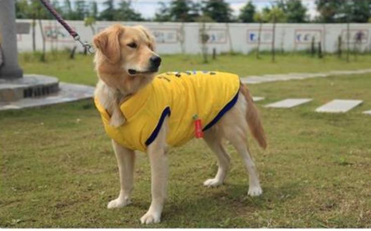 小狗拉暗红色稀水,小狗尿出来黄绿色的