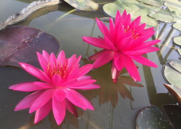 碗莲花的栽培方法图解大全,无土栽培的碗莲花怎么种