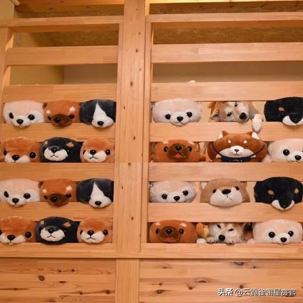 把柴犬放在一堆柴犬玩偶里,日本两只柴犬