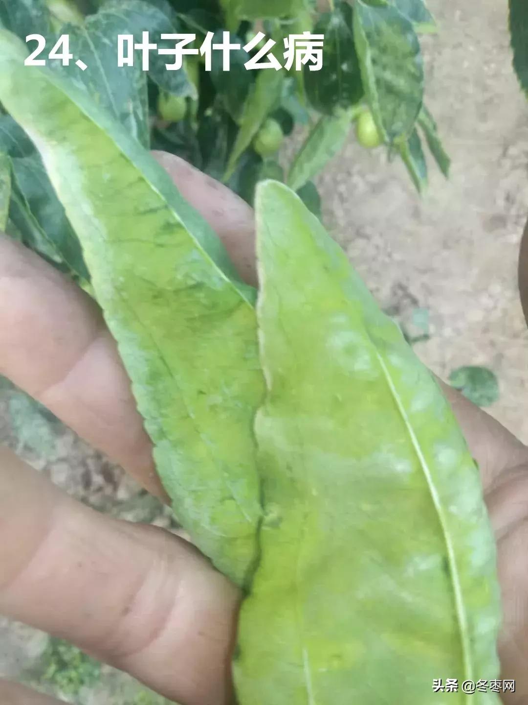 枣树环剥后多少天可以浇水,枣树环割以后多久才生理落果愈合