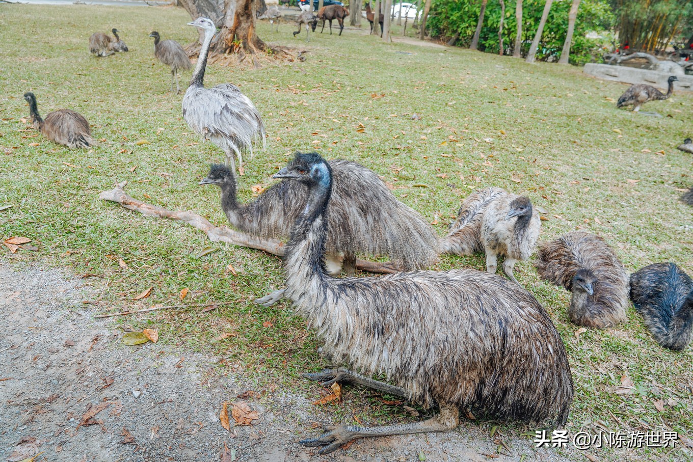 寒假广州长隆三天两夜亲子游攻略,带孩子广州长隆旅游攻略
