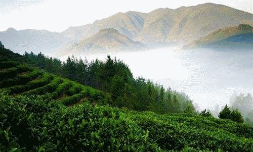 有关茶的经典句子简短,茶的精美句子100句