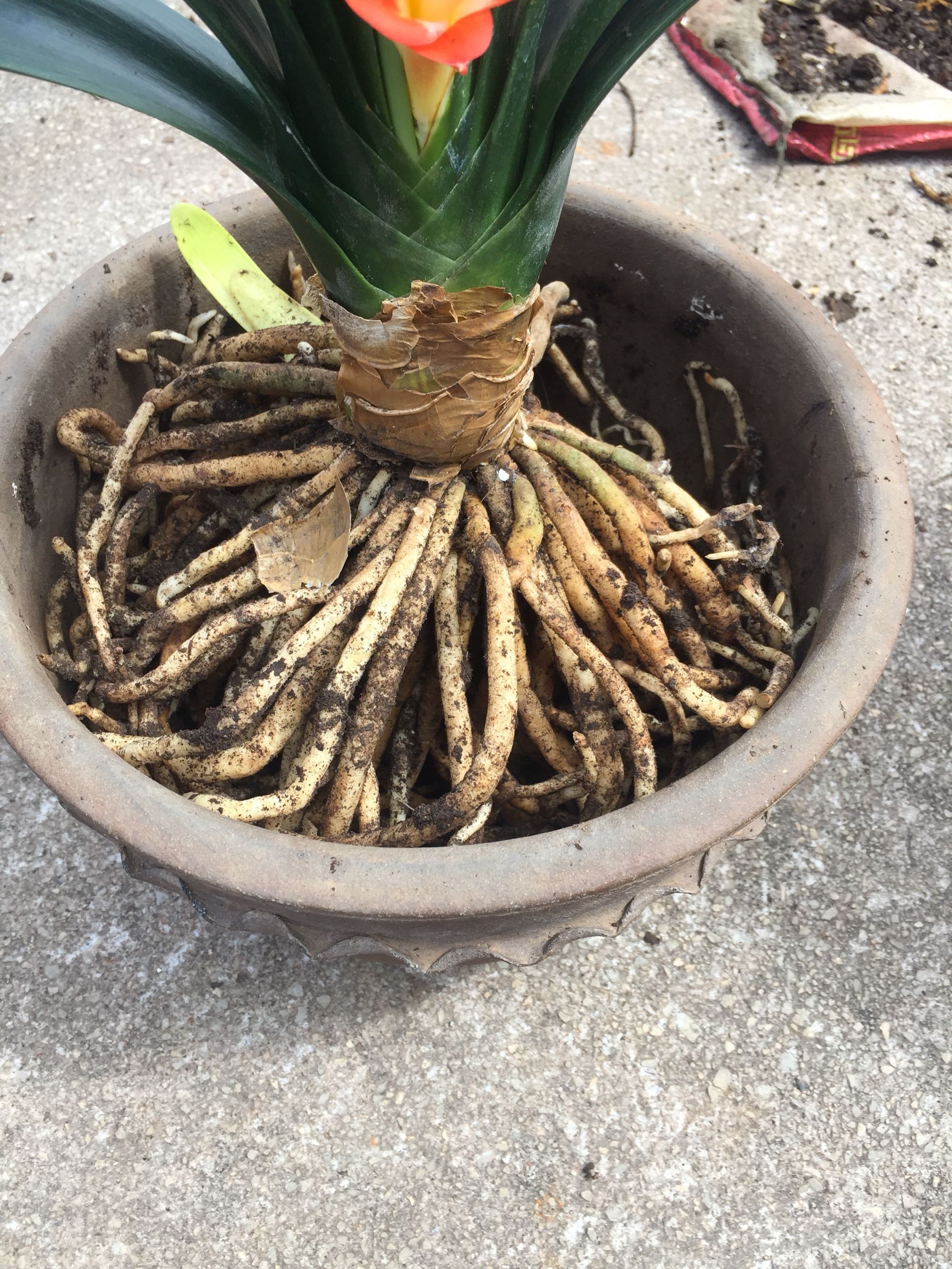 君子兰换盆口诀大全,老花匠如何给君子兰换盆