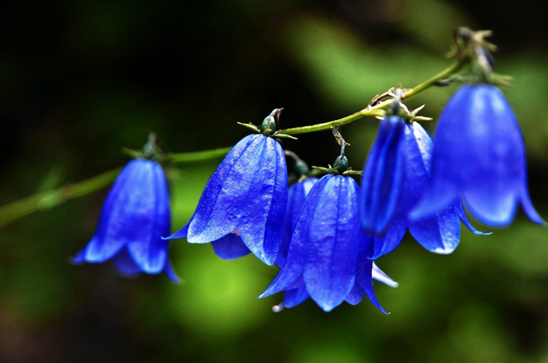 十种蓝色花,常见的六种蓝色花