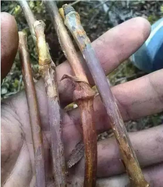 随便砍竹子做金箍棒,随便捡一节树枝雕刻木剑