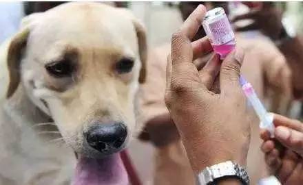 养狗新手入门必备知识,养狗知识大百科入门篇