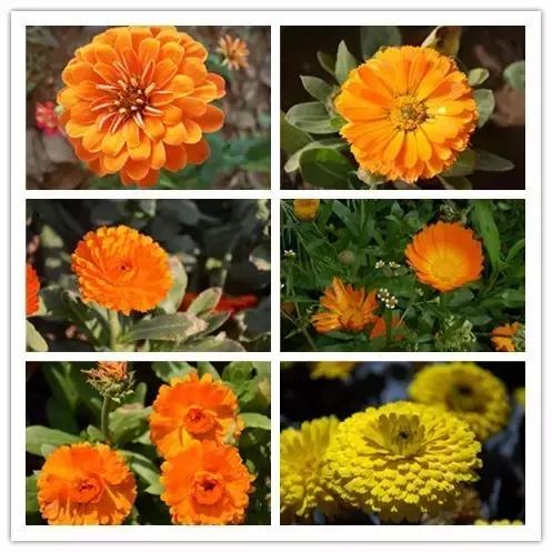 史上最全的花卉介绍，认识超过30种以上绝对是大神