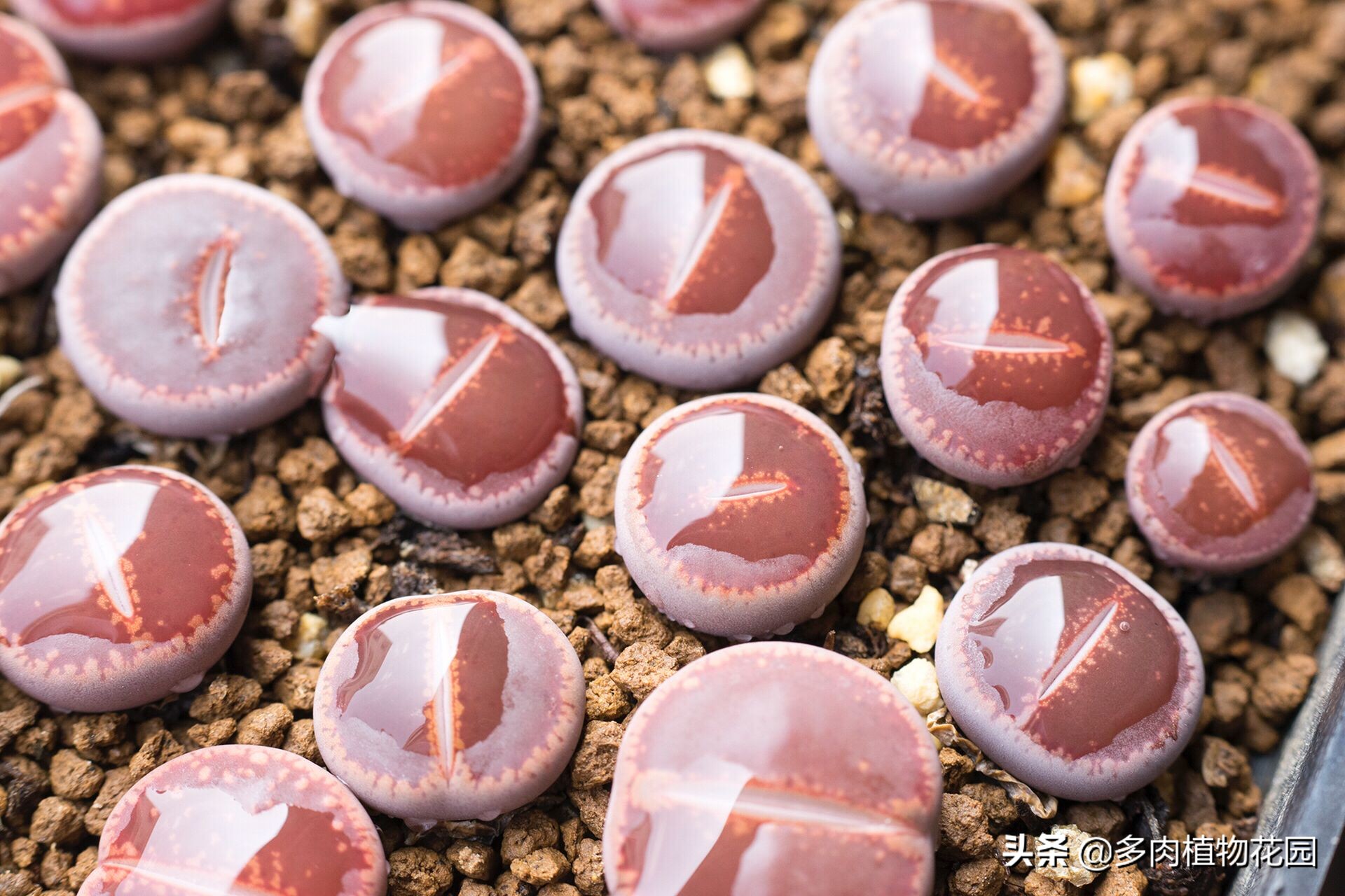 生石花怎么养才开花,生石花开花看大小还是看年龄