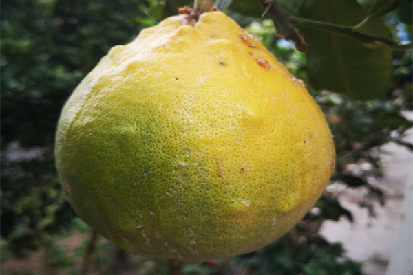 为什么柚子种家里结果不甜,家里种的柚子果肉小怎么回事