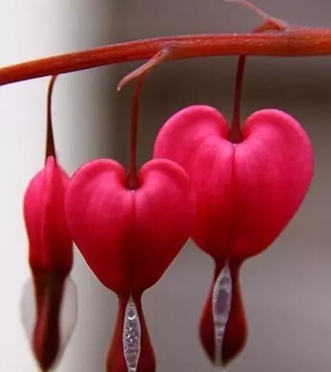 世界上有多少种花朵罕见 (最罕见的十大花朵排行榜)