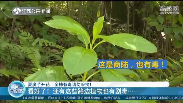 开花魔芋和不开花魔芋,蔬菜魔芋有毒吗