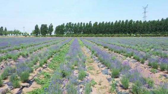 普罗旺斯古城花海,普罗旺斯滑县