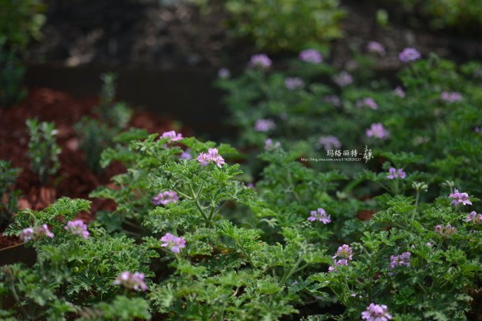 花园里防蚊子,在花园里劳作