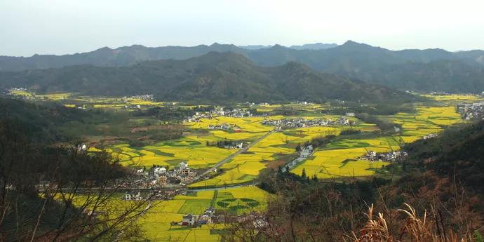黄山踏青油菜花图片,黄山油菜花景观进入最佳观赏期