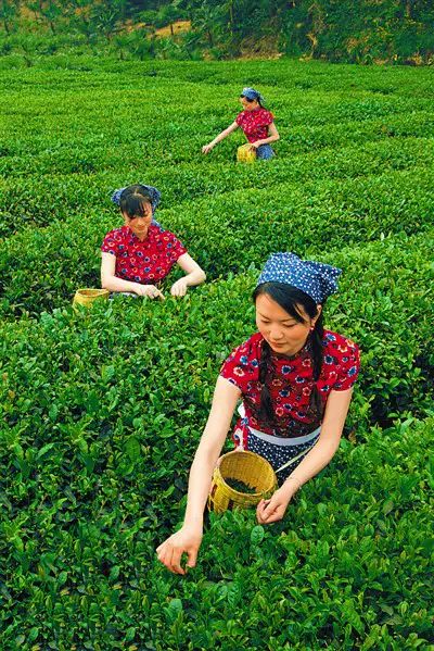 全国十大名茶旅游地,中国十大茶旅
