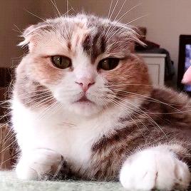 当猫咪调皮捣蛋时,该如何制止它们?