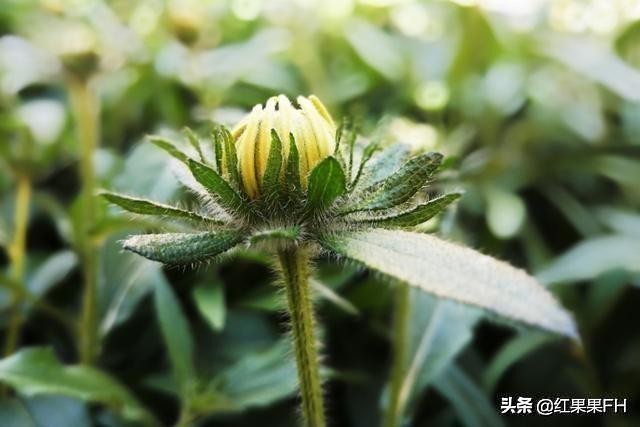 黑心金光菊和全缘金光菊的区别,黑心金光菊雌雄同株还是雌雄异株