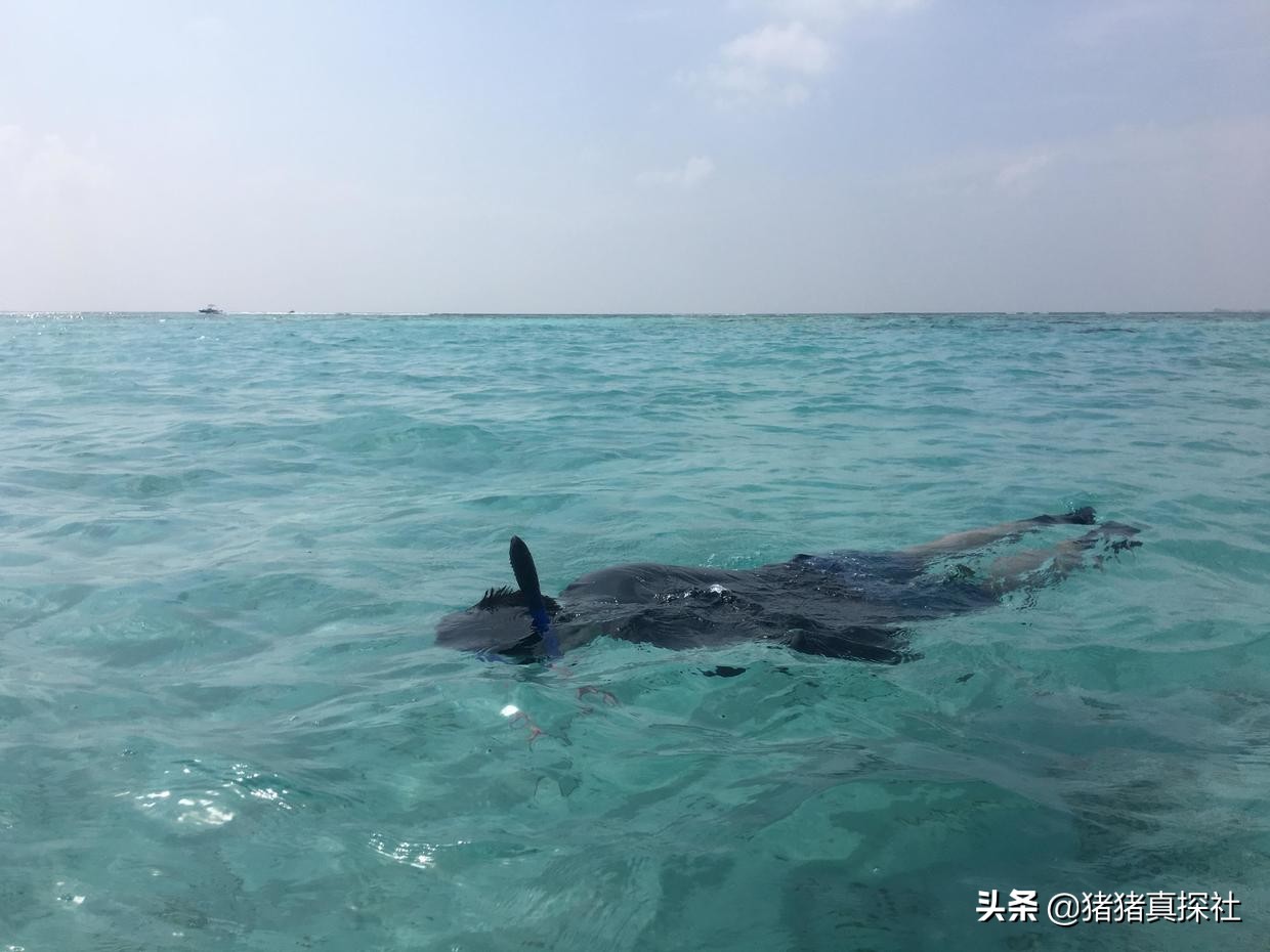 马尔代夫鲁滨逊努努岛,马尔代夫鲁滨逊努努岛浮潜