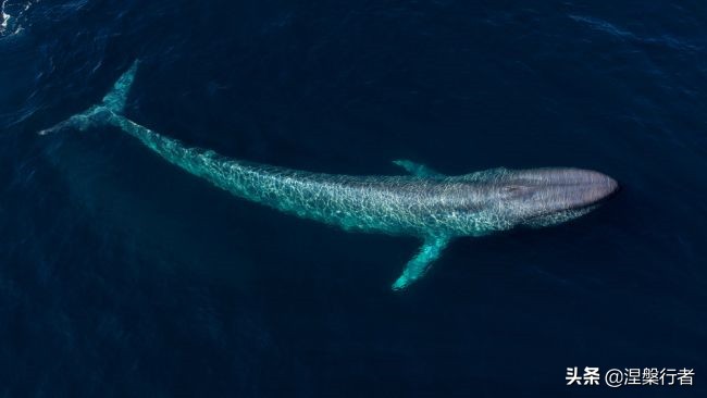 50种珍稀保护动物,为什么人类应该保护濒危物种