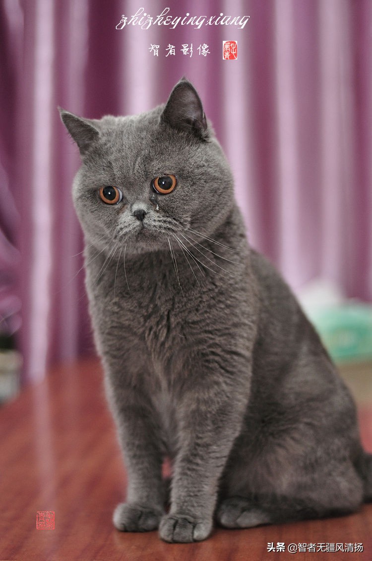 蓝猫是英国短毛猫吗,蓝猫是外国的还是中国的