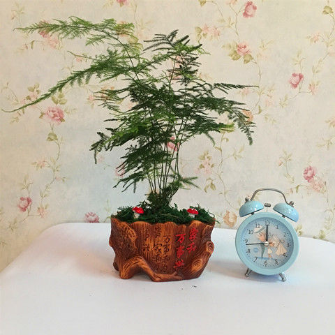 适合室内养的绿色植物,有什么室内绿色盆栽植物好养