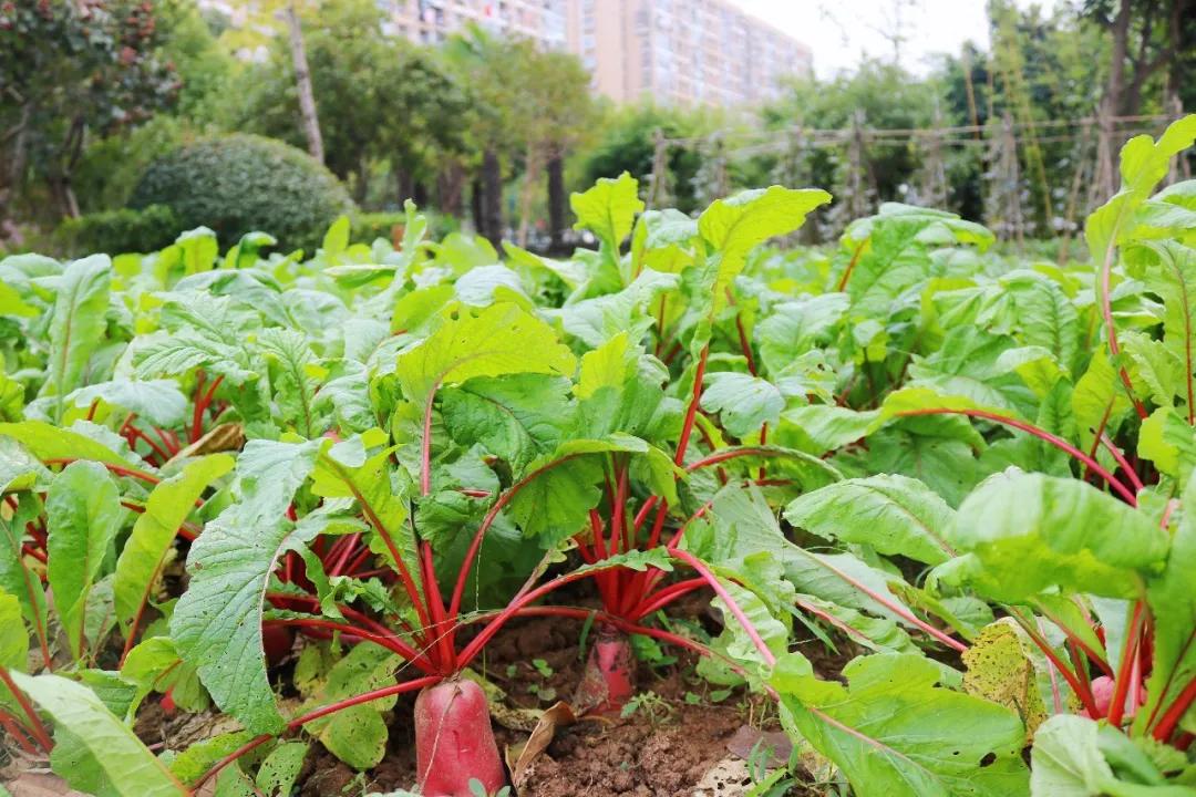 最美的风景美丽的校园,最美的风景就是校园