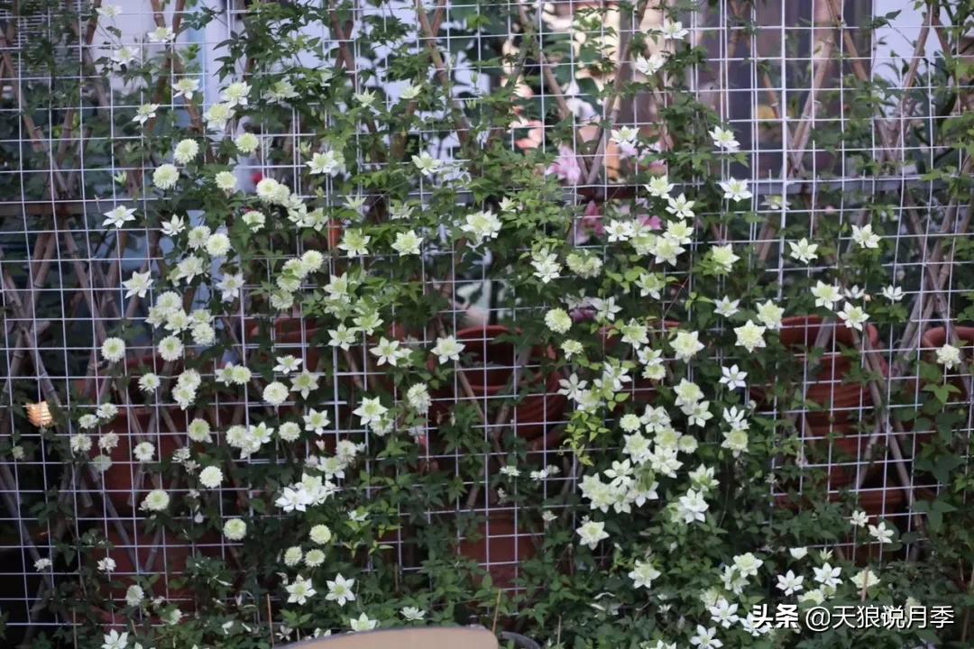 别人做梦都想要的花墙，他早就用铁线莲实现了
