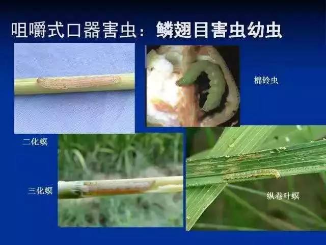 虫害怎么治疗才能彻底根除,超实用请收藏虫害归类及防治用药