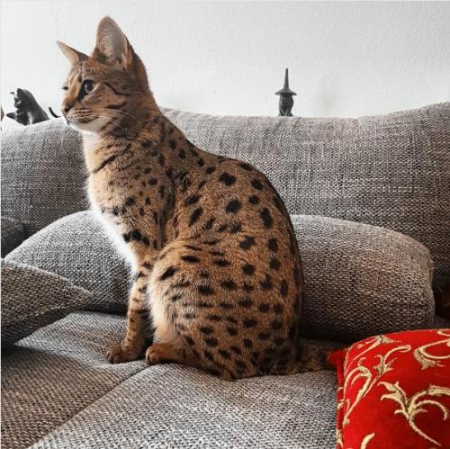 萌宠排行榜,萌宠排行榜1到50名