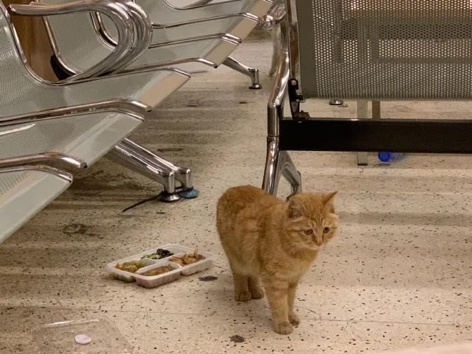 没想到,央视的名嘴们全都是猫奴