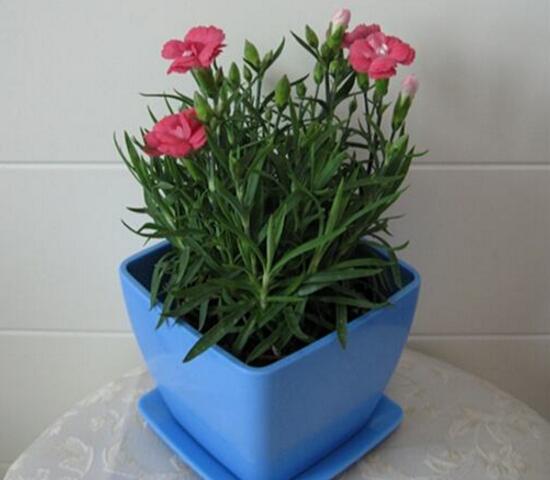 盆栽康乃馨需要什么肥料怎么使用,专家讲解康乃馨施肥的正确方法