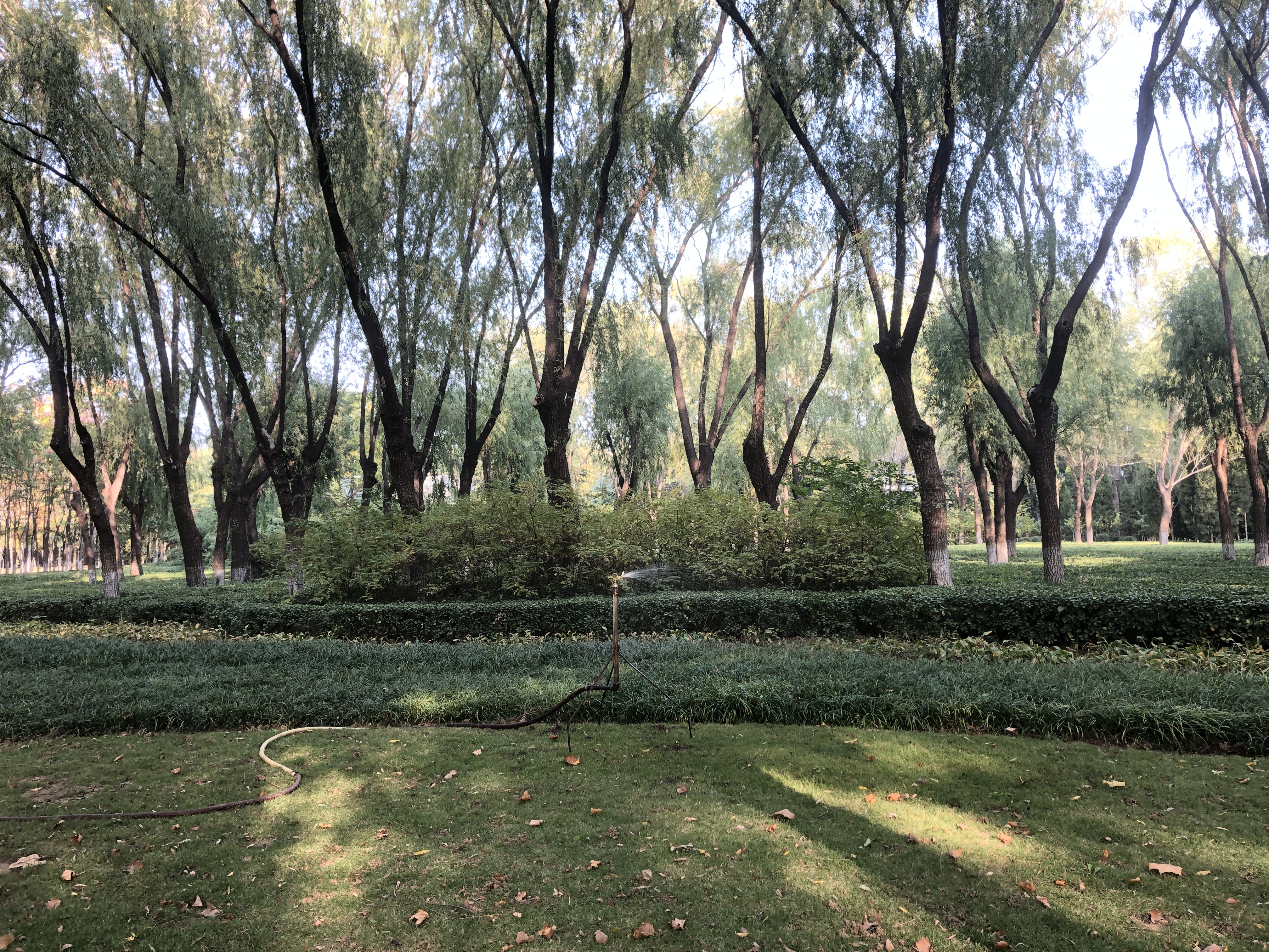 济南森林公园夏荷之美,雨后的济南森林公园美景让人陶醉