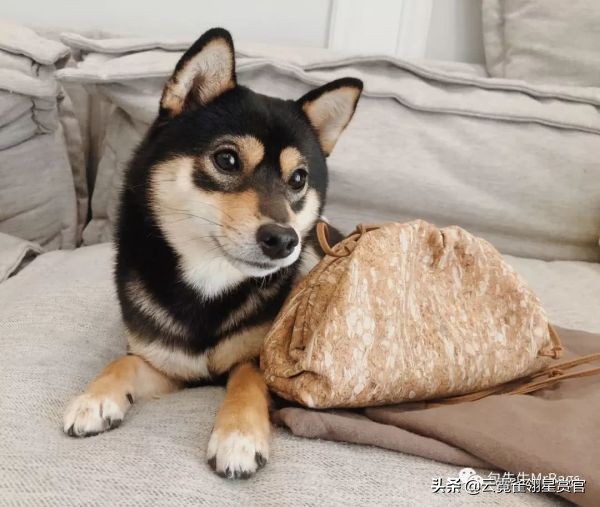 非常好看的宠物包,大家的包都带什么玩偶