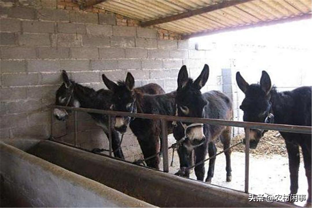 养驴热度越来越高,别盲目涉足,提前做好这些方面才是关键