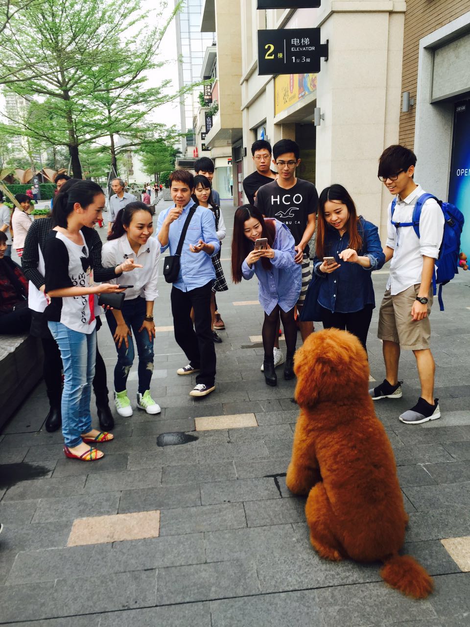 巨型贵宾犬为什么那么少人养,为什么喜欢养巨型贵宾犬