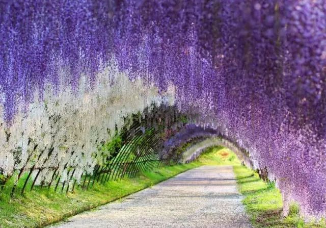 紫藤中最有名的品种叫什么名字,非常好种不需要太阳的紫藤品种