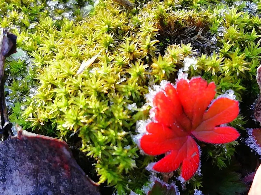 草木人间的丁香花,草木人间夏天