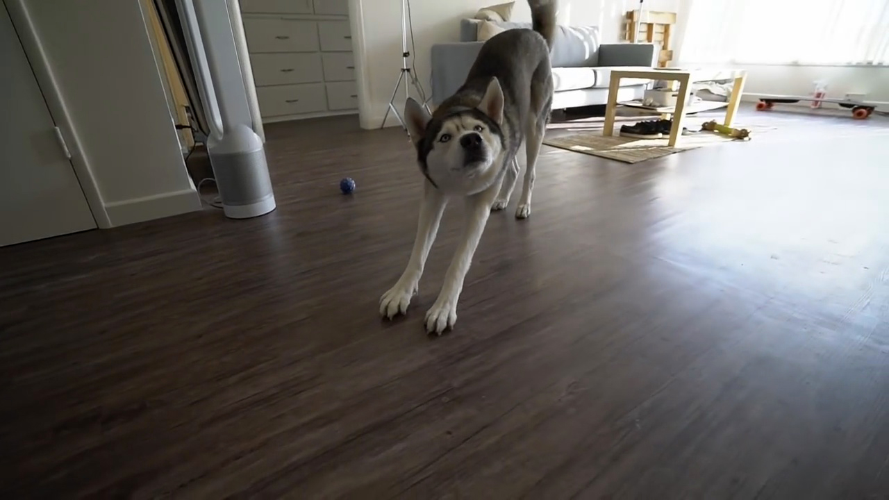 这些哈士奇都不是“纯种”的，但是比纯种二哈更有笑点