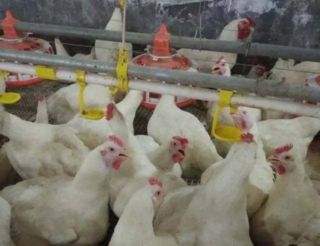 鸡肝肿大怎样治病,蛋鸡的肝病一般多少天解决